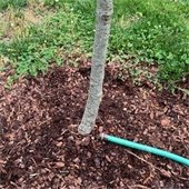 Free Trees Program by the City of Mount Rainier